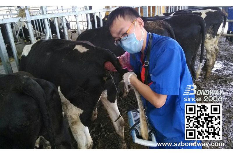 BW520V veterinary ultrasound bovine reproduction imaging